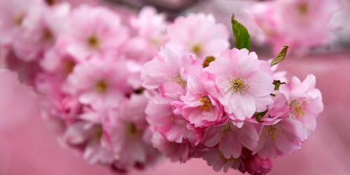 С 8 марта 2019!